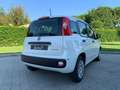 Fiat Panda 3ª serie 1.0 FireFly S&S Hybrid Bianco - thumbnail 5