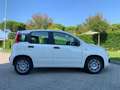 Fiat Panda 3ª serie 1.0 FireFly S&S Hybrid Bianco - thumbnail 6