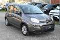 Fiat Panda 1.0 FireFly S&S Hybrid Grau - thumbnail 3