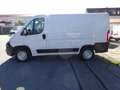 Fiat Ducato 115 Kasten L1H1 TÜV+Service+Reifen+Bremsen NEU Weiß - thumbnail 2