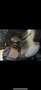 MINI Cooper Cabrio Aut. Noir - thumbnail 12