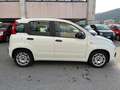 Fiat Panda Panda 1.0 firefly hybrid Bianco - thumbnail 4