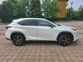 Lexus NX 300h 4WD Premium Bianco - thumbnail 3