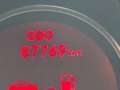 Kia Sportage Sportage III 2010 2.0 d-cvvt Class awd 4X4 AUTOM. Argento - thumbnail 8