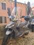 Kymco Agility 150 agility 16+ parabrezza nuovo Gris - thumbnail 2