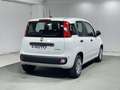 Fiat Panda Pandina 1.0 firefly hybrid Icon s&s 70cv 5p.ti Bianco - thumbnail 5