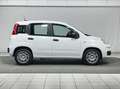 Fiat Panda Pandina 1.0 firefly hybrid Icon s&s 70cv 5p.ti Bianco - thumbnail 6