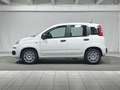 Fiat Panda Pandina 1.0 firefly hybrid Icon s&s 70cv 5p.ti Bianco - thumbnail 2