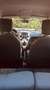 Ford Ka/Ka+ Ka II 3p 2009 Ka 1.3 tdci Titanium 75cv Bianco - thumbnail 6