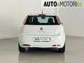 Fiat Punto 1.2 8V 5 porte Easy Bianco - thumbnail 5