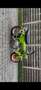 Honda DAX ST 125 Vert - thumbnail 6