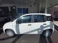 Fiat Panda 4x2 FireFly Hybrid 70 Weiß - thumbnail 4