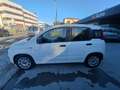 Fiat Panda Panda III 1.0 firefly hybrid s Wit - thumbnail 3