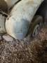 Citroen 2CV AZ Vert - thumbnail 2