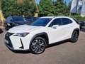 Lexus UX 250h Style Edition Style+ Weiß - thumbnail 1