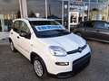 Fiat Panda Km/0 Nessun obbligo finanziario!! Blanc - thumbnail 1