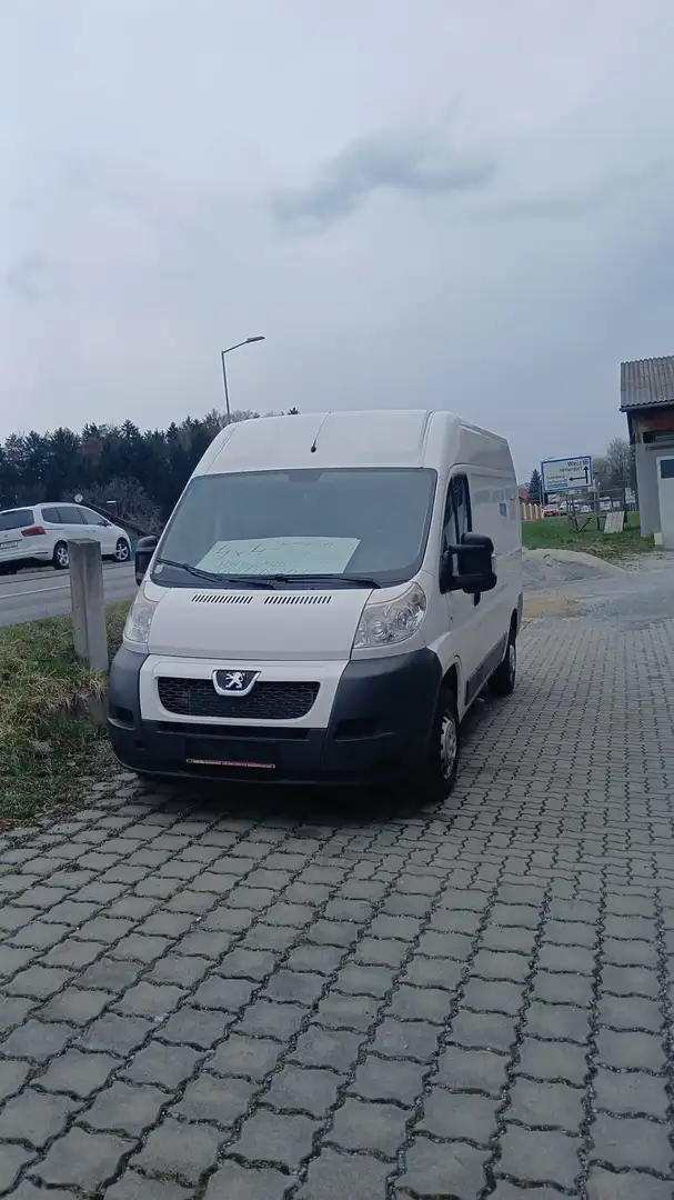 Dangel Boxer 4 x 4 Weiß - 1