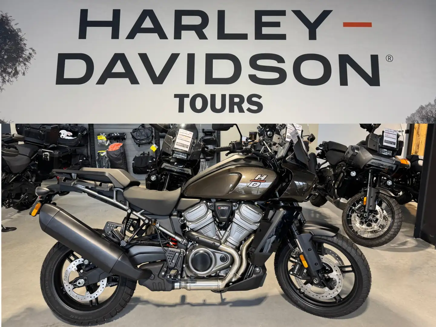 Harley-Davidson Pan America Braun - 1