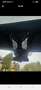 BMW X5 xDrive40i Aut. Weiß - thumbnail 25