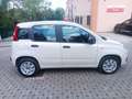 Fiat Panda 1.2 Easy 69cv PERFETTA - thumbnail 4