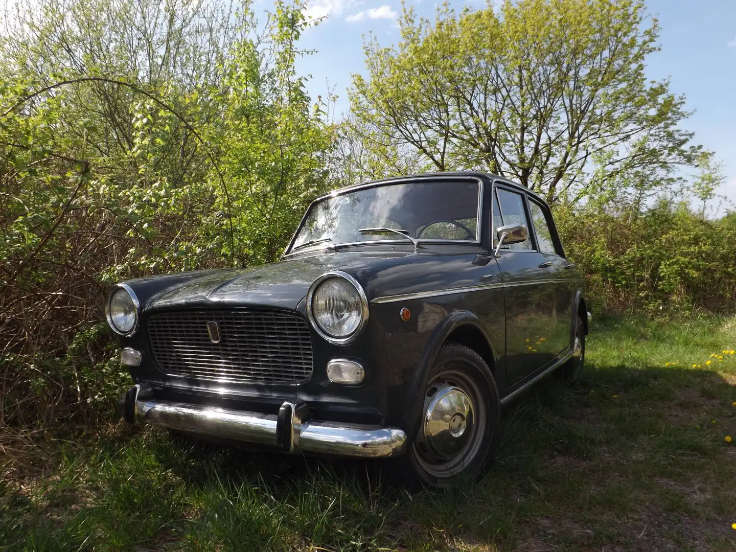 Fiat 1100-kleines italienisches Auto ganz groß ! - 2