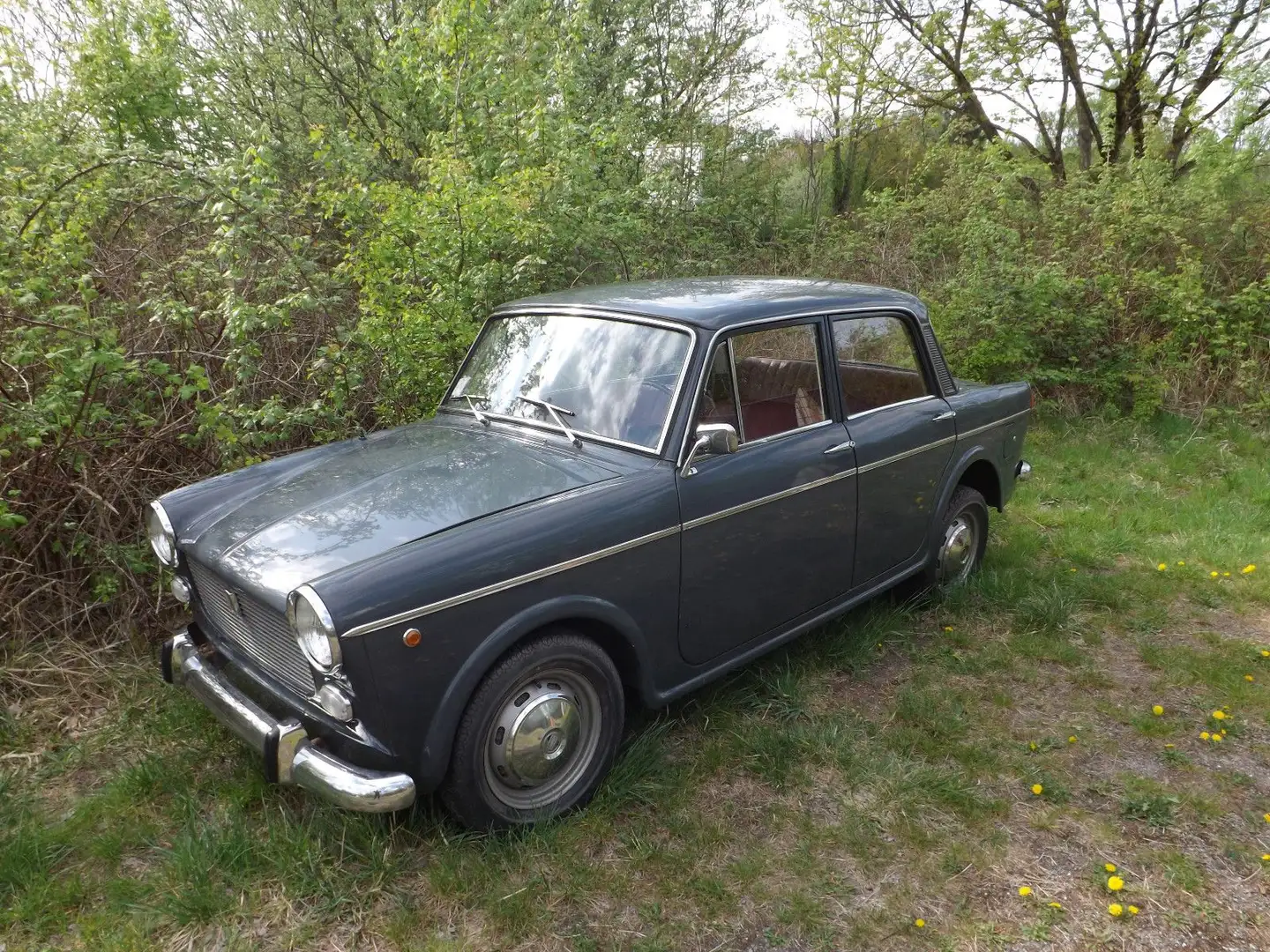 Fiat 1100-kleines italienisches Auto ganz groß ! - 1