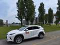 Lexus NX 300h nx 300h 03/18 executive 2.5 4wd cvt omologata TAXI Bianco - thumbnail 2