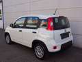 Fiat Panda 1.0 Mild Hybrid  Base Klima DAB Weiß - thumbnail 8