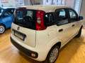 Fiat Panda Panda III  1.2 Easy Wit - thumbnail 23