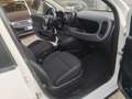 Fiat Panda Panda III 2021 1.0 firefly hybrid s Bianco - thumbnail 9