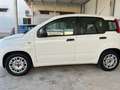 Fiat New Panda Bianco - thumbnail 3