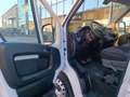 Fiat Ducato 35 2.3 MJT 160CV PLM-TM Furgone Bianco - thumbnail 23