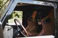 Land Rover Defender 110 3,5L V8 COUNTRY Negro - thumbnail 26