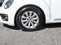 Volkswagen Beetle Cabriolet 1.2 TSI Design BMT KLIMA PDC Bianco - thumbnail 5