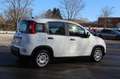 Fiat Panda 4x2 FireFly Hybrid 70 Blanc - thumbnail 5