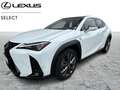 Lexus UX 250h F SPORT Design Blanc - thumbnail 1