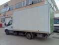 Iveco Daily Bianco - thumbnail 5