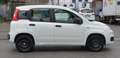 Fiat Panda Panda 1.2 Easy s Weiß - thumbnail 18