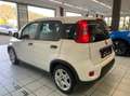 Fiat Panda 1.0 firefly hybrid s&s 70cv 5pti Bianco - thumbnail 6