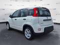 Fiat Panda Panda 1.0 70cv Hybrid Panda - thumbnail 7
