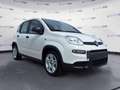 Fiat Panda Panda 1.0 70cv Hybrid Panda - thumbnail 3