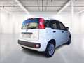 Fiat Panda 1.0 firefly hybrid s&s 70cv Bianco - thumbnail 7