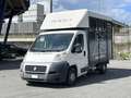 Fiat Ducato 30 2.3 MJT Trasporto Cavalli Bleu - thumbnail 1