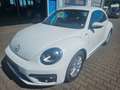 Volkswagen Beetle R-Line Bi-Xenon Leder Alu SHZ PDC FSE Blanco - thumbnail 1