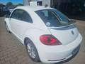 Volkswagen Beetle R-Line Bi-Xenon Leder Alu SHZ PDC FSE Blanco - thumbnail 3
