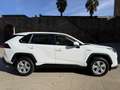 Toyota RAV 4 2.5 hybrid 2WD Business Blanc - thumbnail 4