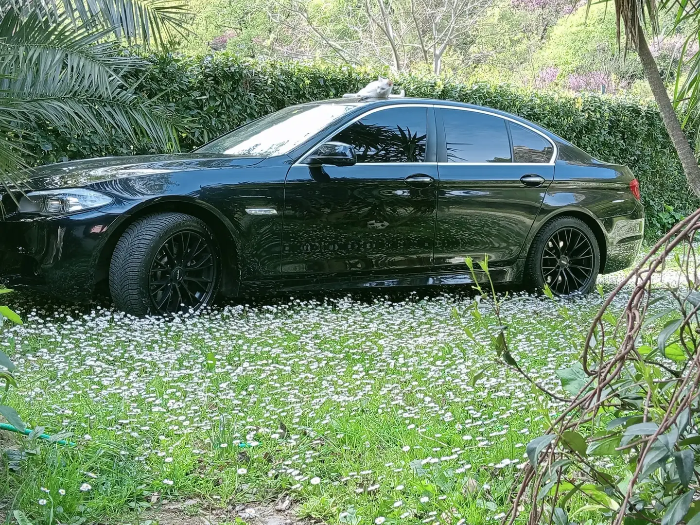 BMW 525 525d Platinum - 1