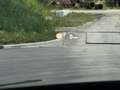 BMW X1 xDrive20i High Executive Marrón - thumbnail 15
