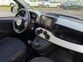 Fiat Panda Panda 1.0 firefly hybrid s&s 70cv 5p.ti Noir - thumbnail 7