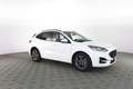 Ford Kuga 2.0 EcoBlue Hybrid 150CV 2WD ST-Line Bianco - thumbnail 2
